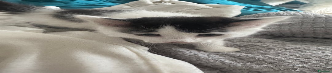British Shorthair Kitten 2
