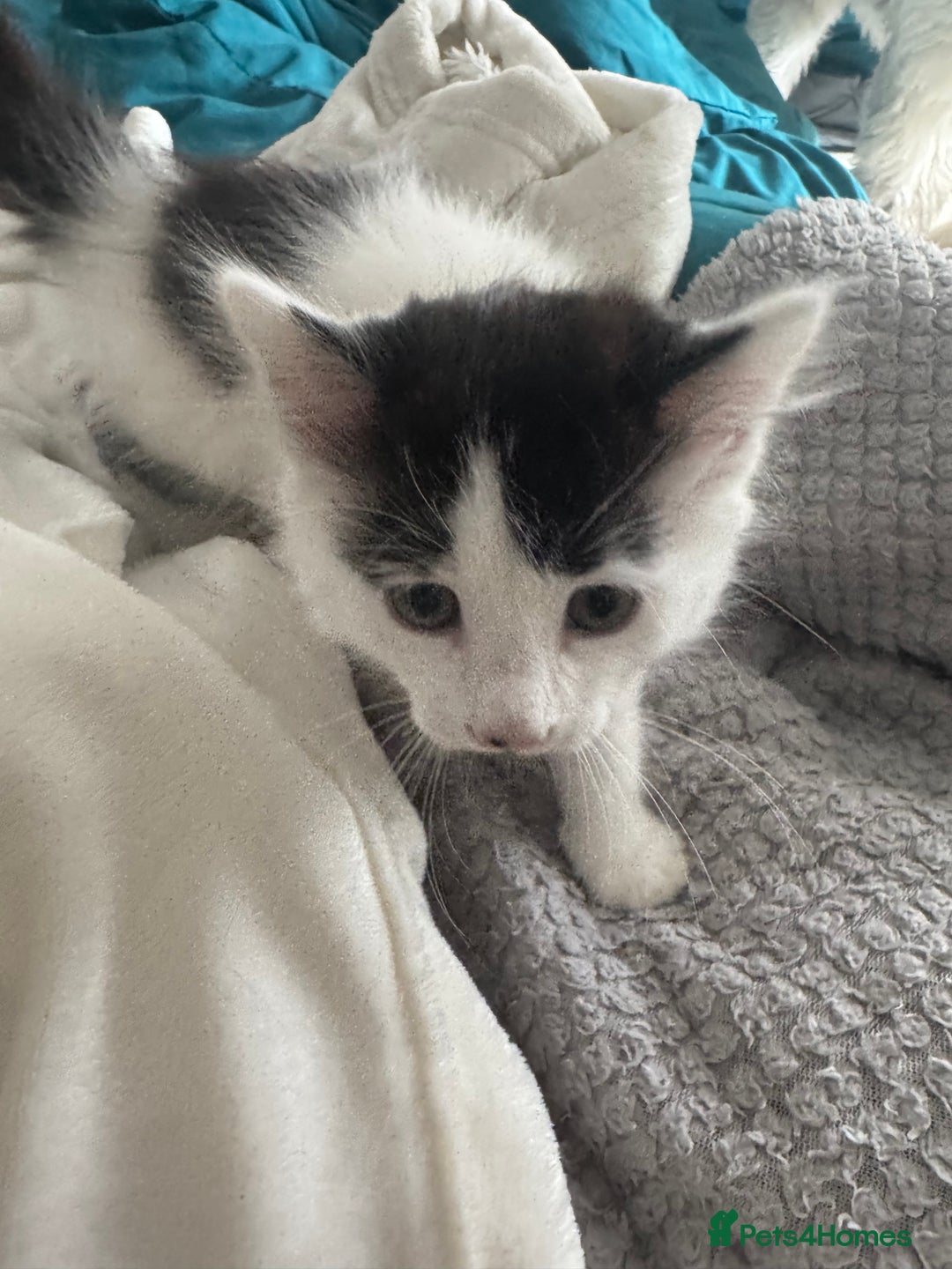 British Shorthair cats for sale: Three female kittens looking for new home  - Image 9
