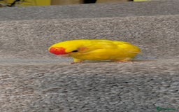 Parakeets birds for sale: Hand reared Buttercup Kakariki - Advert 6