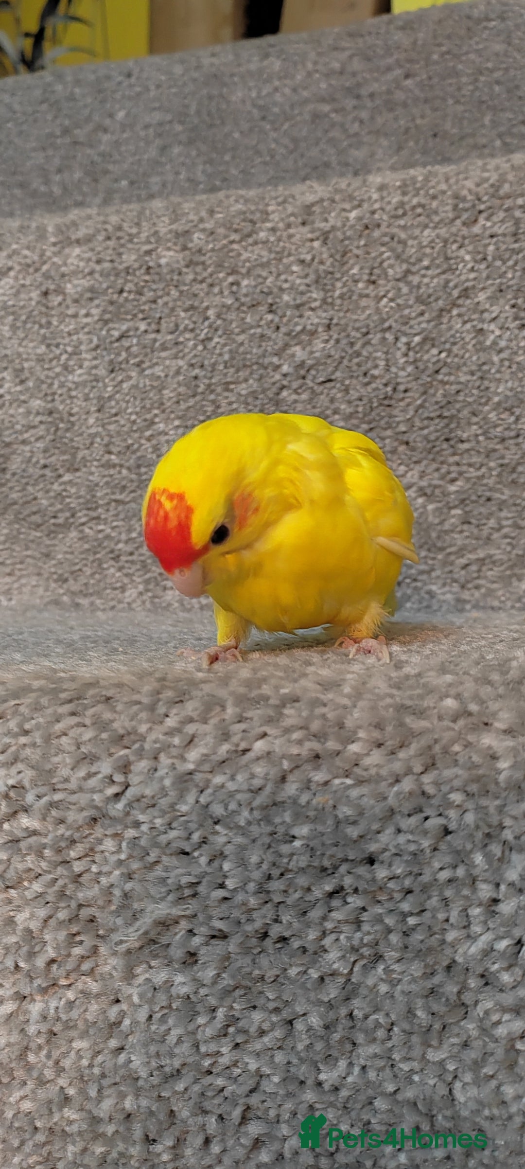 Parakeets birds for sale: Hand reared Buttercup Kakariki - Advert 6