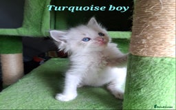 Ragdoll cats for sale: GCCF Gorgeous Pure Pedigree Ragdoll Kittens - Image 11