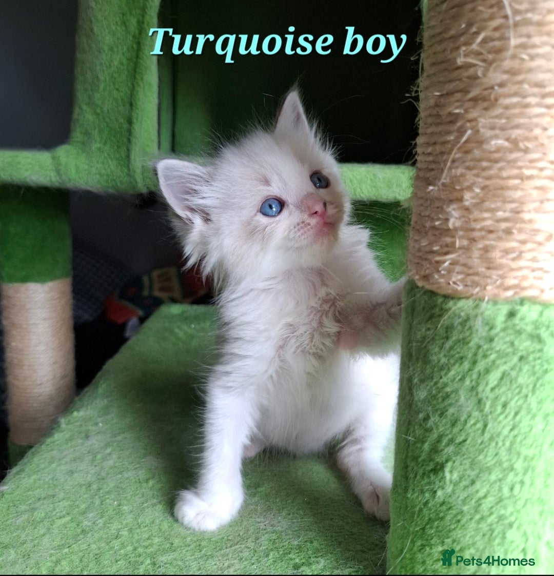 Ragdoll cats for sale: GCCF Gorgeous Pure Pedigree Ragdoll Kittens - Image 11