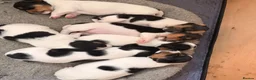 Jack Russell dogs for sale: Tri coloured Jack Russell pups in Isle of Bute - Advert 5