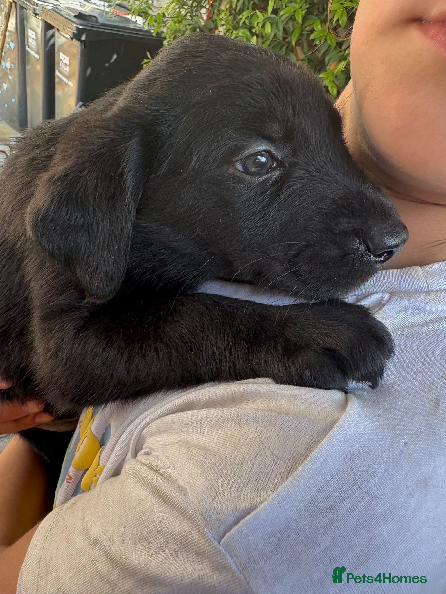 Borador dogs Labrador cross collie  - Advert 6