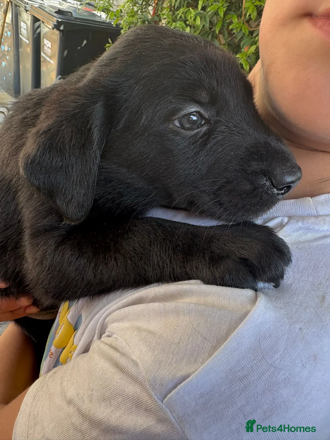 Borador dogs for sale: Labrador cross collie  - Advert 1