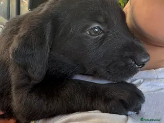 Borador dogs Labrador cross collie - Advert 5