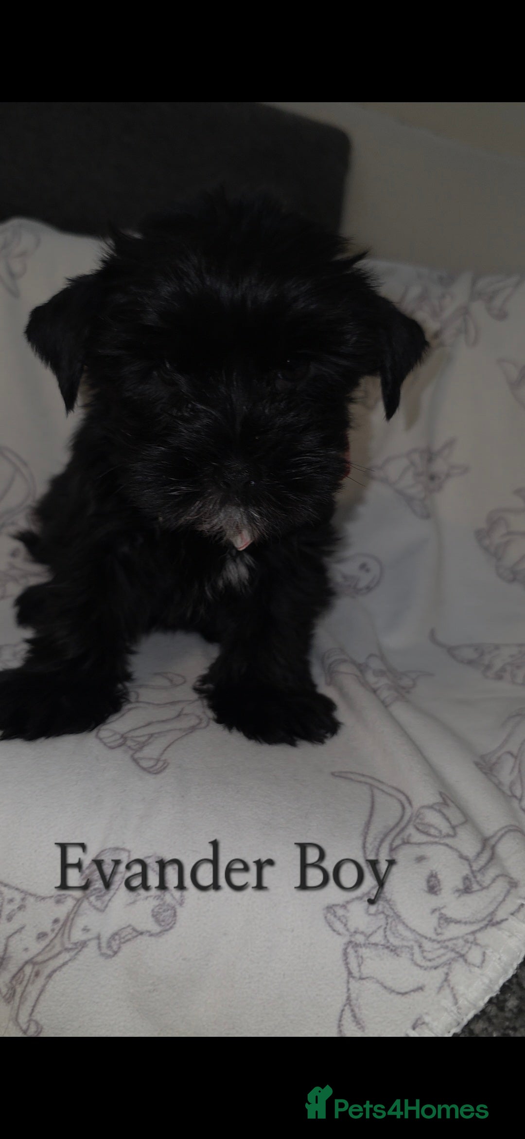 Yorkshire Terrier dogs for sale: Yorkshire Terrier Puppies Ready Now - Image 14