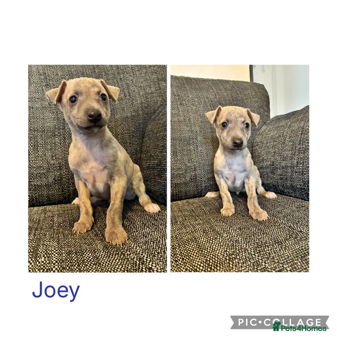 Italian Greyhound dogs for sale: Beautiful Italian Greyhounds - Advert 6