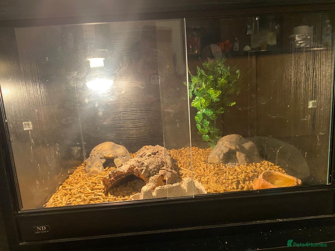 Leopard Gecko reptiles for sale: Leapard Gecko - Advert 5