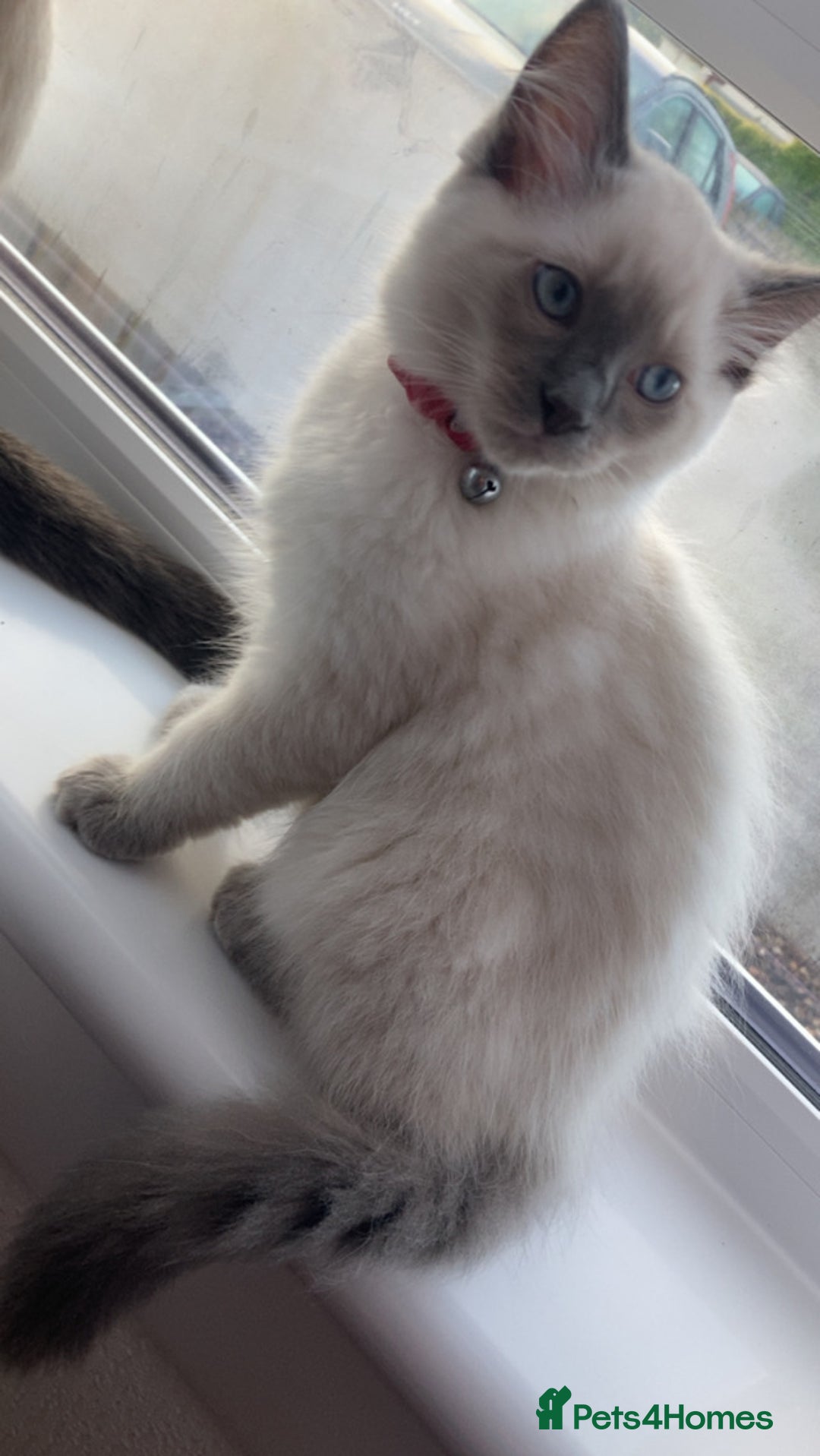 Ragdoll cats for sale:  Ragdoll kittens. 1 girl. 1 boy  - Image 6