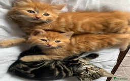 Turkish Angora cats for sale: Turkish Angora kittens - 2 left - Image 2