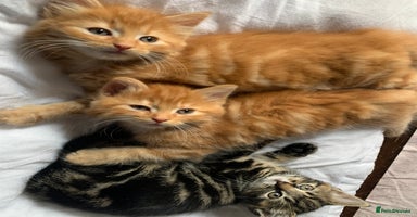 Turkish Angora cats - Advert 5
