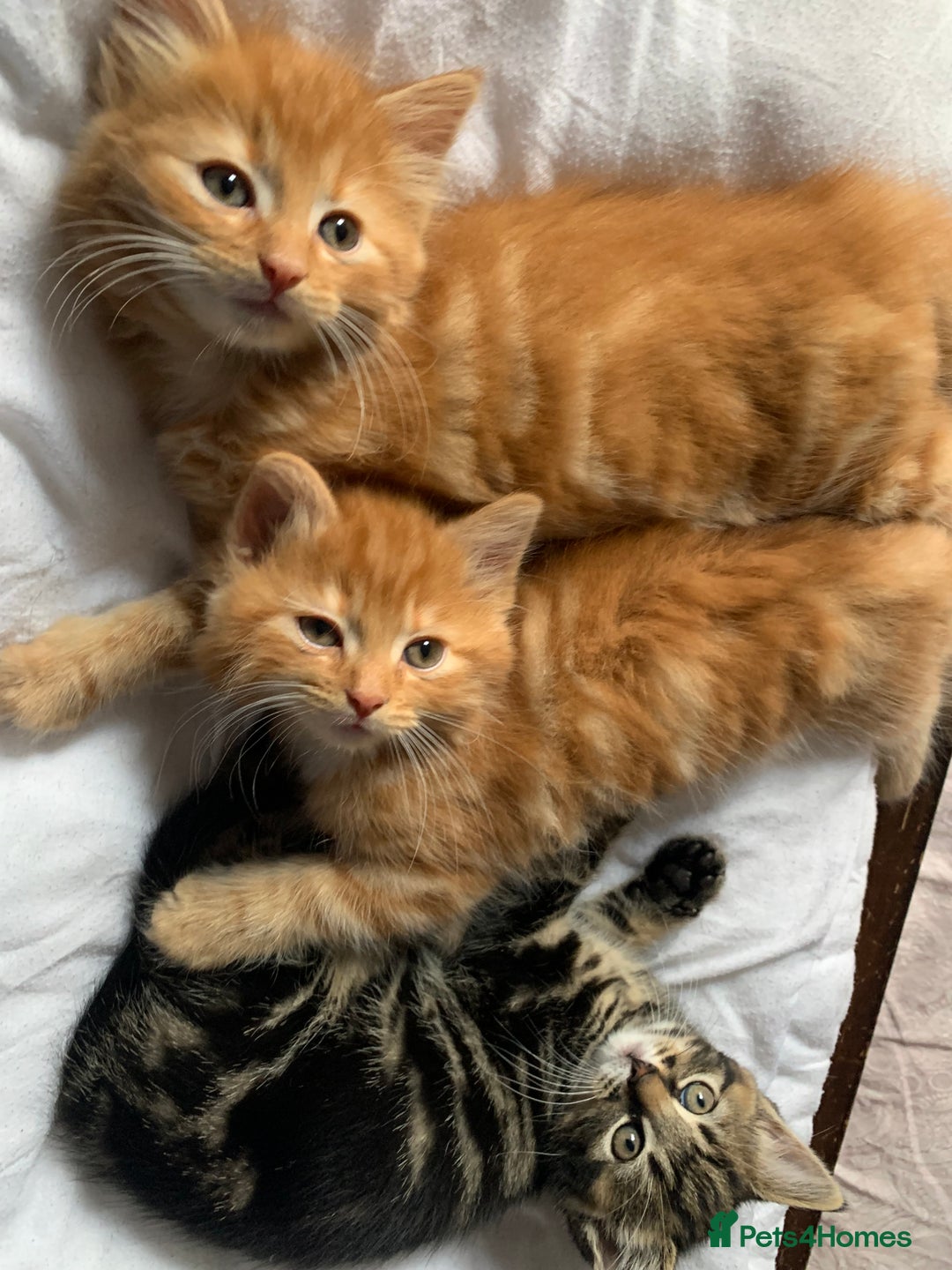 Turkish Angora cats for sale: Turkish Angora kittens - 2 left - Image 2