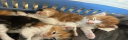 Turkish Van cats for sale: Very Fluffy Turkish Van Kittens  - Advert 8