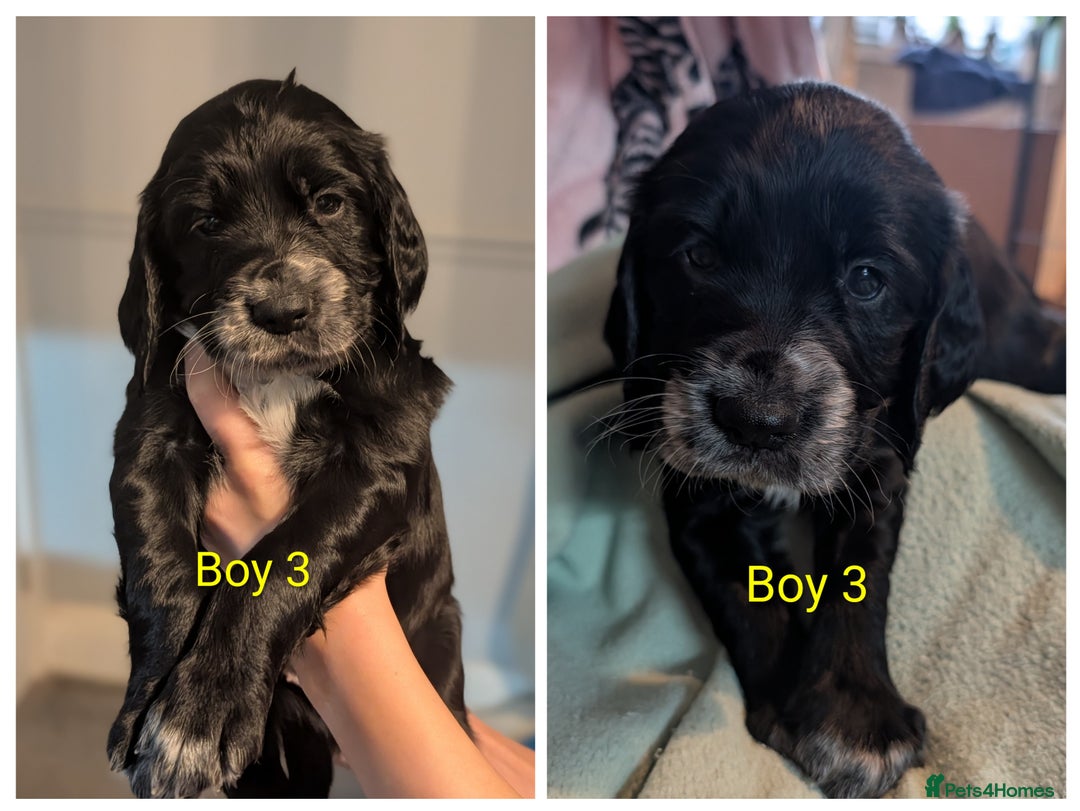 Sprocker dogs for sale: Chunky Sprocker Spaniel puppies - Advert 12