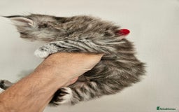 Mixed Breed cats for sale: Adorable Fluffy Chunky Kittens - Image 2