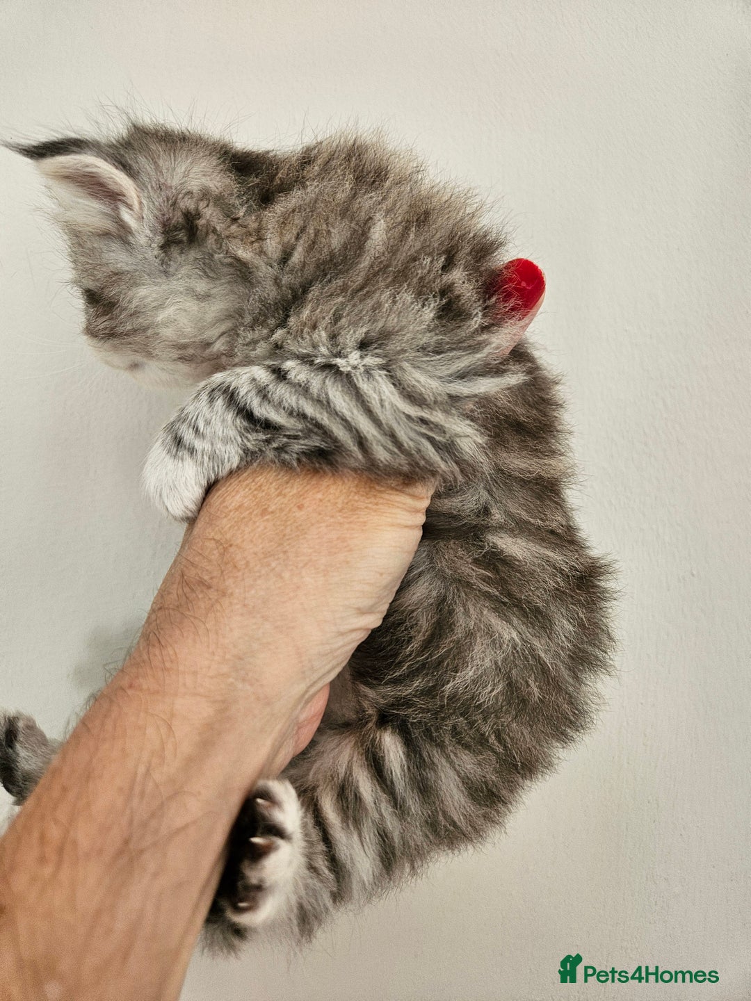 Mixed Breed cats for sale: Adorable Fluffy Chunky Kittens - Image 2