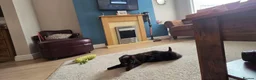 Domestic Shorthair cats for sale: Treacle & Pudding in Liverpool - Advert 3