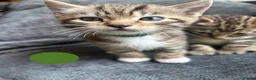 Bengal cats for sale: Beautiful Bengal Cross Kittens - Advert 3