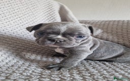 French Bulldog dogs for sale: French bulldog puppies  - Image 6