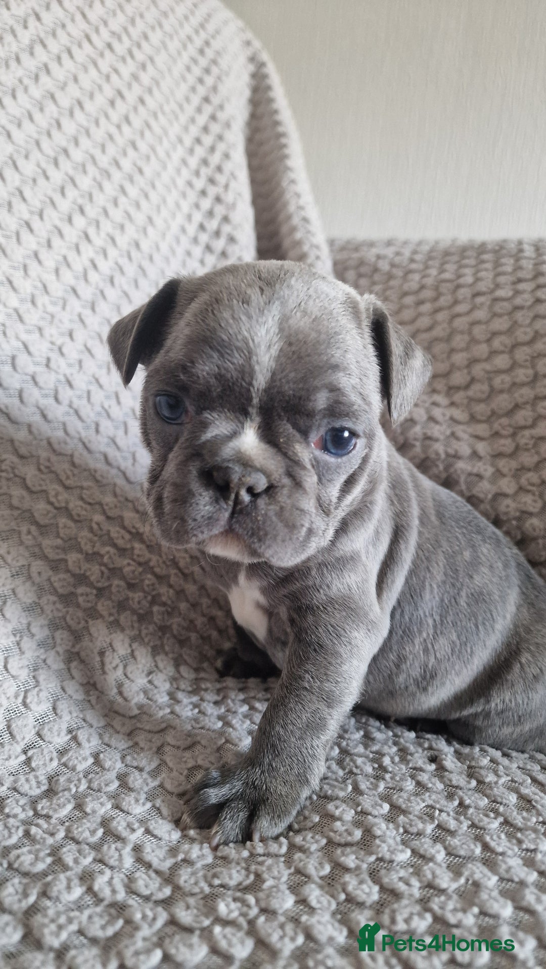 French Bulldog dogs for sale: French bulldog puppies  - Image 6