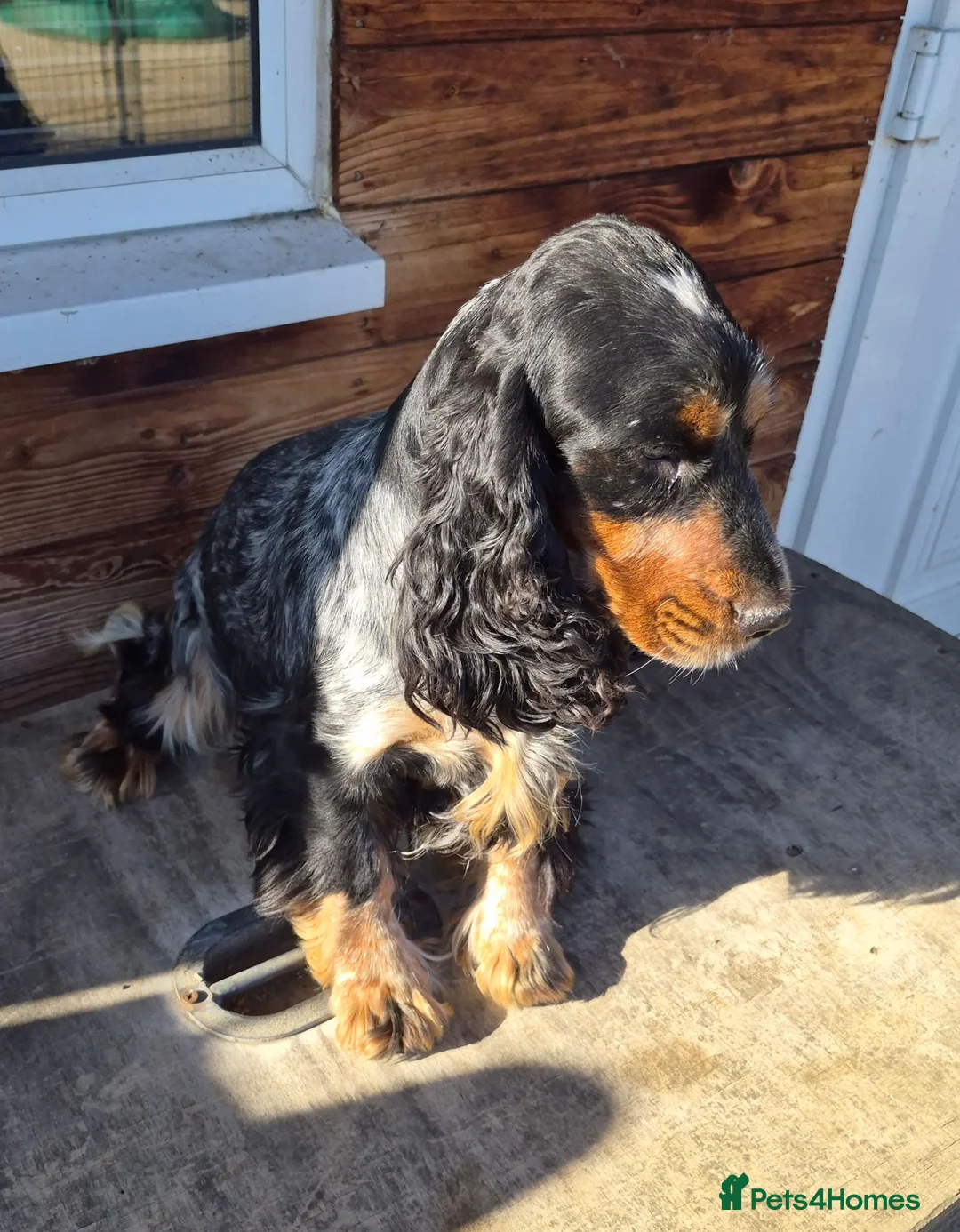 Cocker Spaniel dogs for sale: Blue toan and tan show type cocker spaniel girl - Advert 6