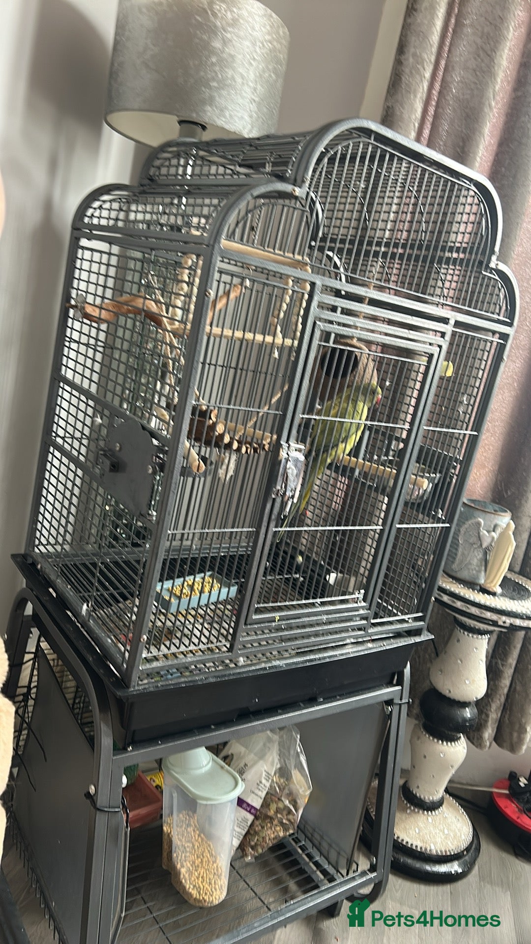 Parakeets birds Parakeet for sale  - Advert 6
