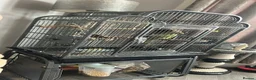 Parakeets birds for sale: Parakeet for sale  in Southend-on-Sea - Advert 1