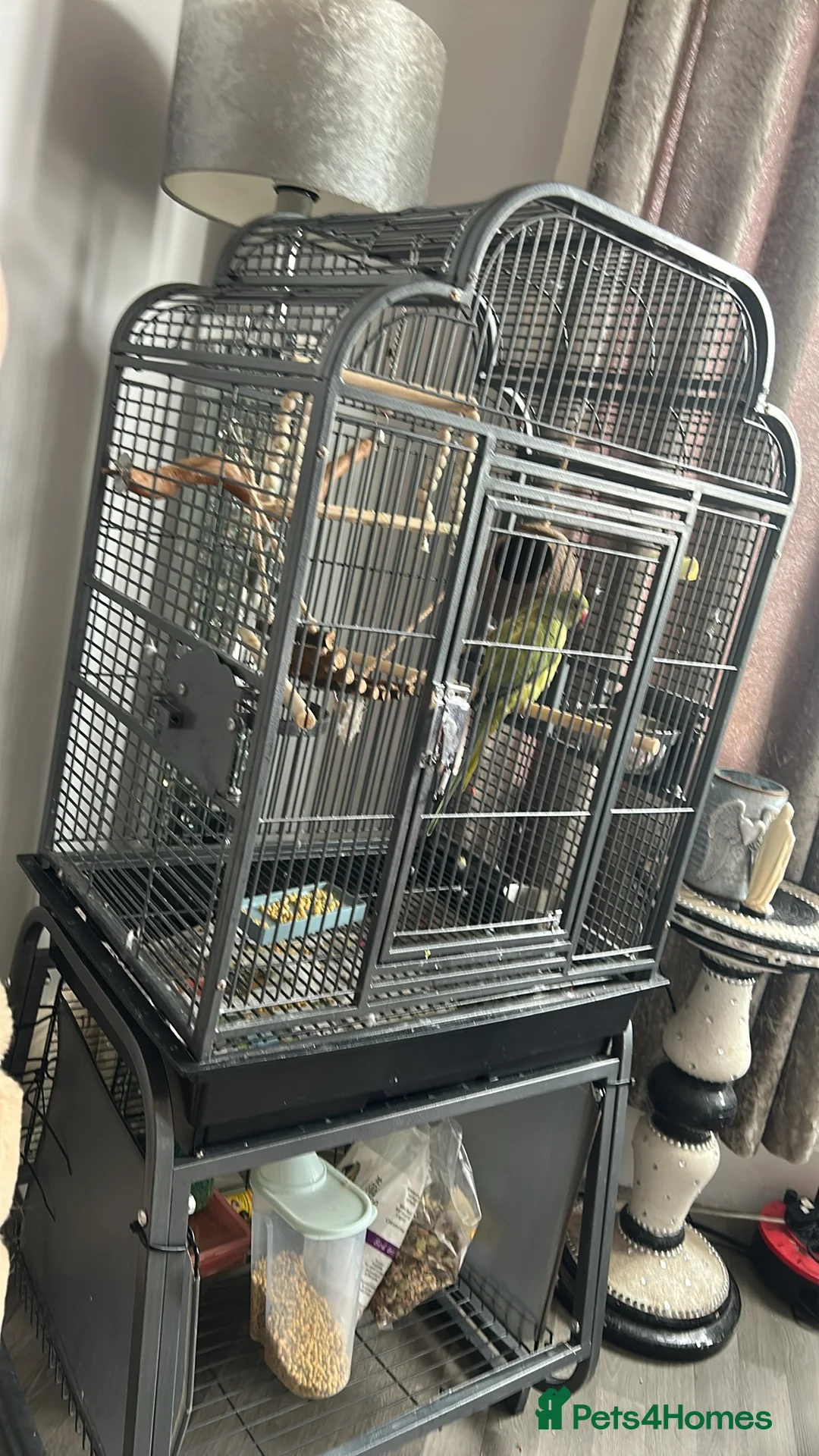 Parakeets birds for sale: Parakeet for sale  in Southend-on-Sea - Advert 1