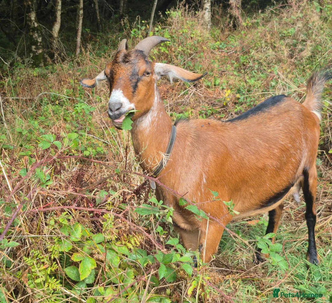 Goats livestock for sale: Mini nubian  in Lampeter - Advert 2