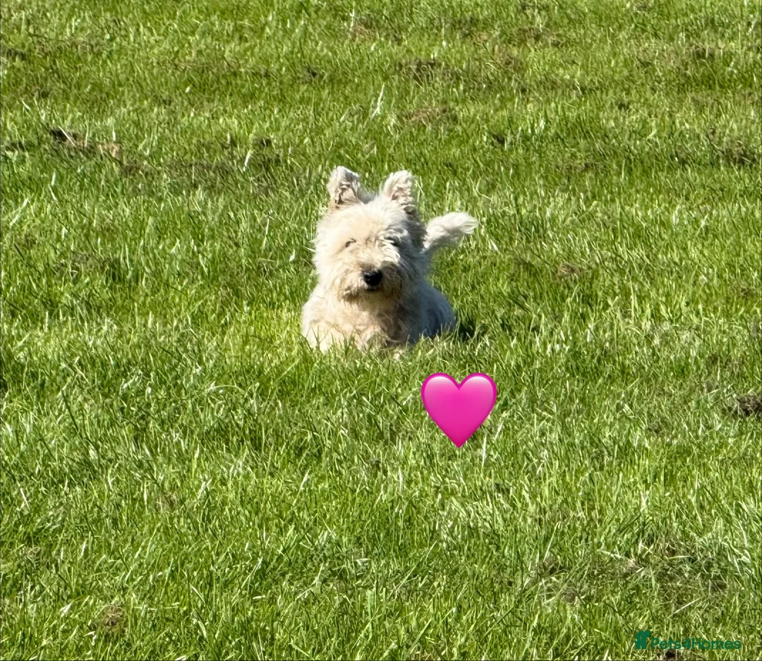 West Highland Terrier dogs for sale: KC adult Westies - Advert 6