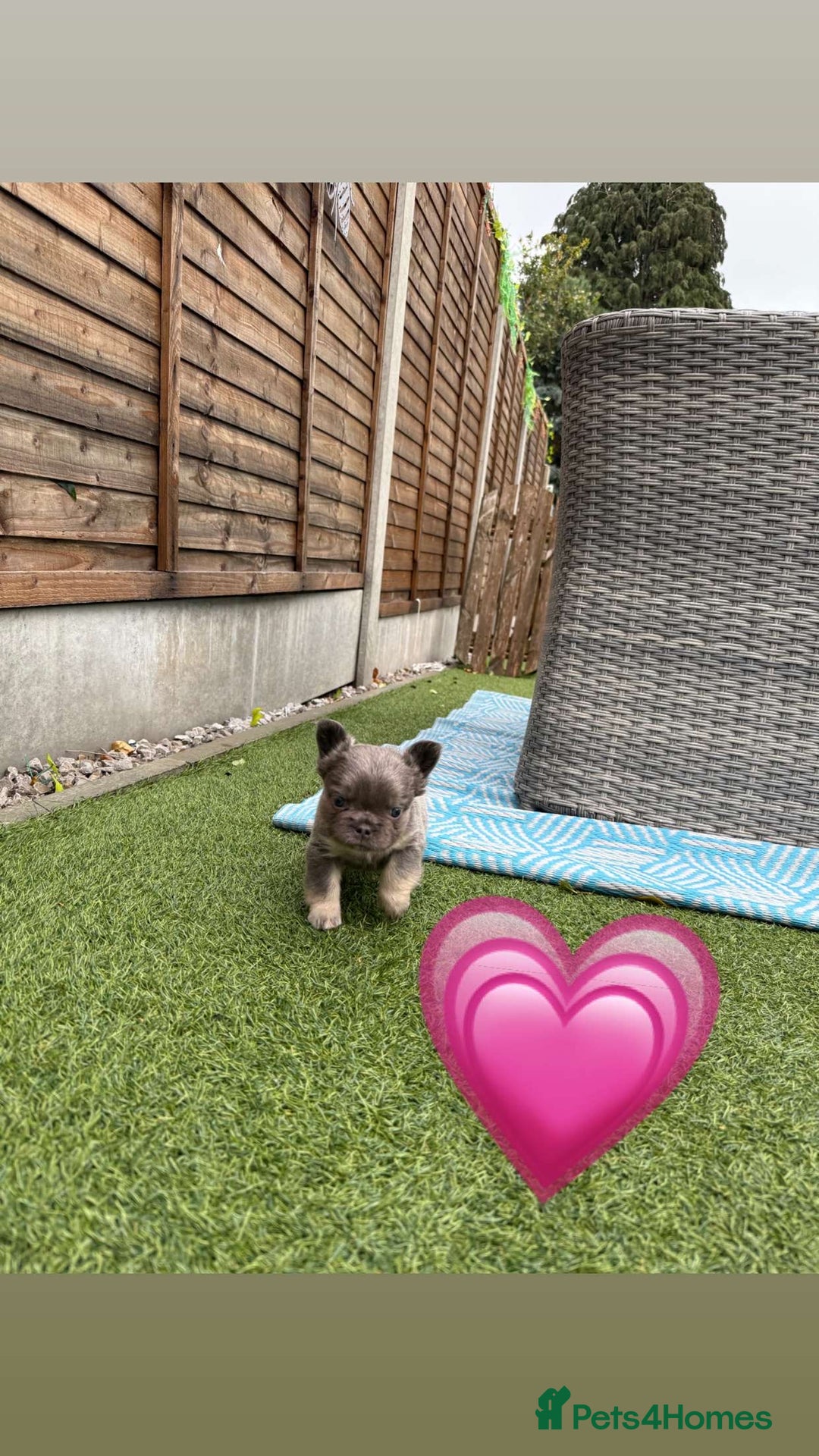 French Bulldog dogs for sale: *FLUFFY FRENCHIE’S* - Image 11