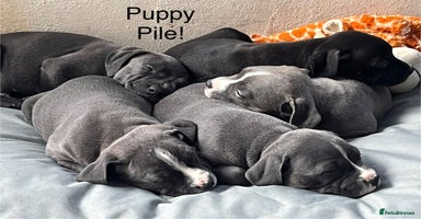 Staffordshire Bull Terrier dogs - Advert 2
