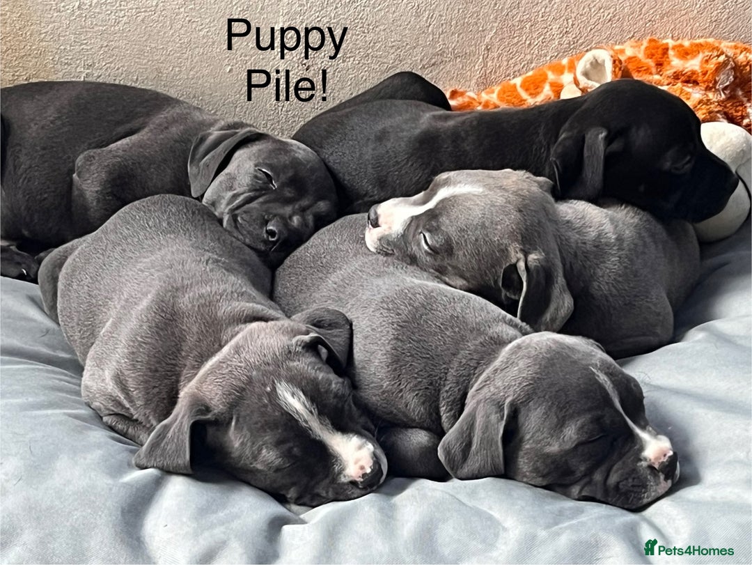 Staffordshire Bull Terrier dogs for sale: Beautiful Staffy puppies  - Image 2
