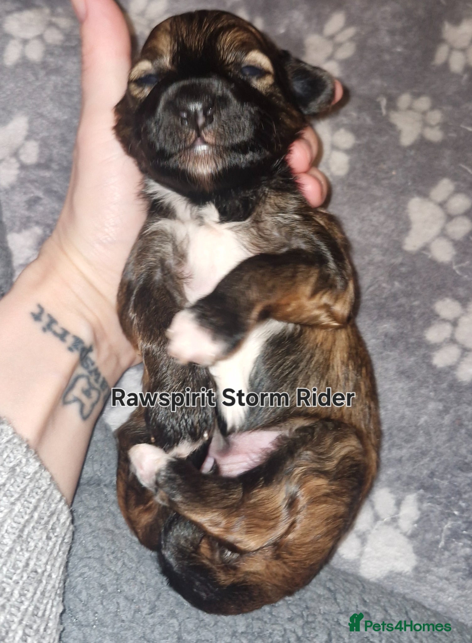 Chinese Crested dogs Powder puff girls and boy available  - Advert 2