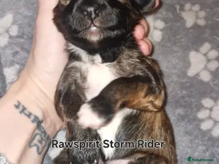 Chinese Crested dogs Powder puff girls and boy available - Advert 2