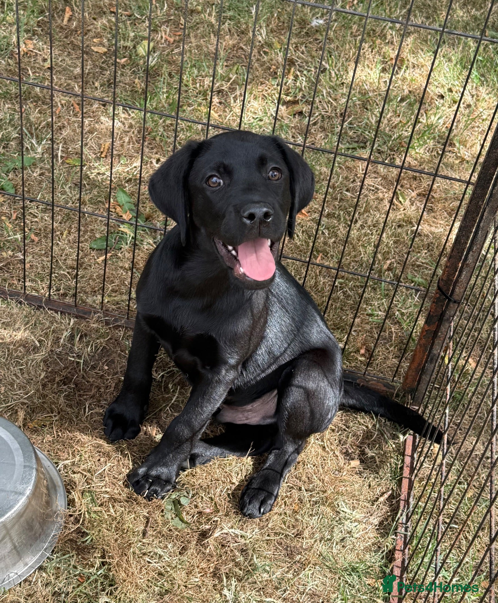 Labrador Retriever dogs New Arrivals at Westfena 🐾 Labradors  - Advert 2