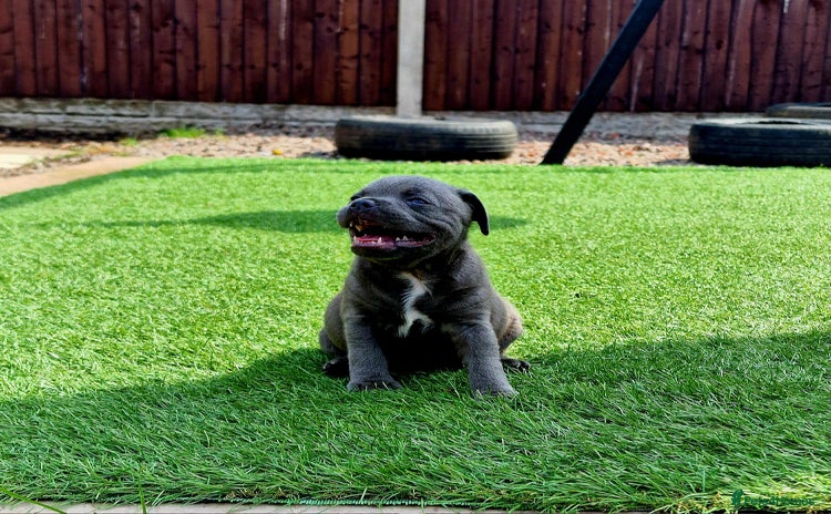 Staffordshire Bull Terrier dogs - Advert 3