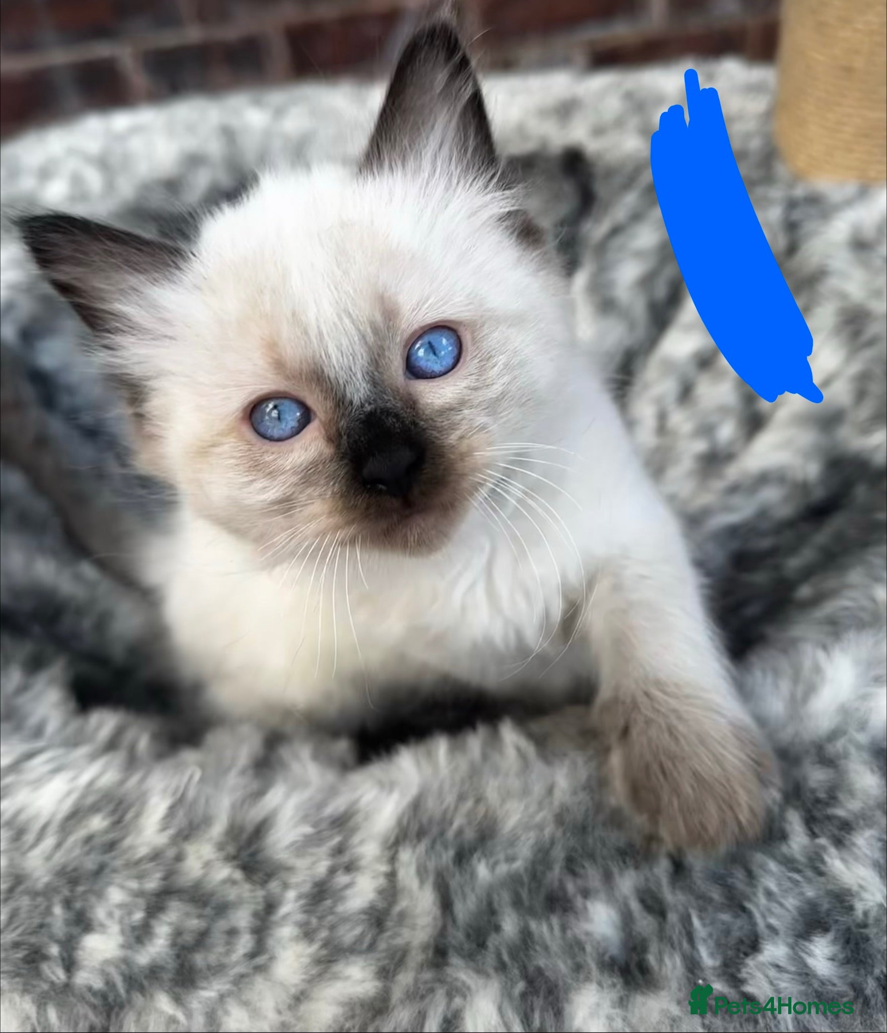 Ragdoll cats Pure breed ragdoll kittens READY NOW  - Advert 14