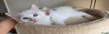 Ragdoll 3