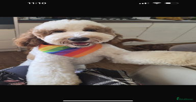 Australian Labradoodle dogs - Advert 9
