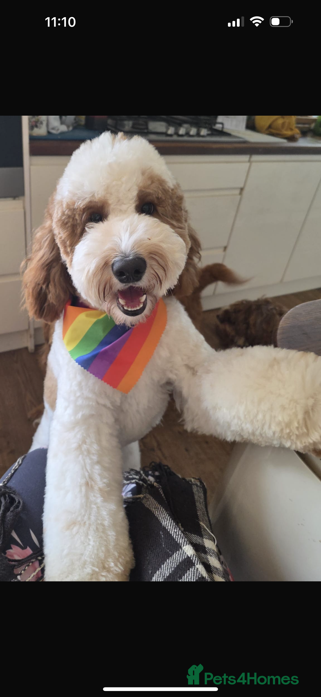 Australian Labradoodle dogs for sale: Australian Labradoodles - Image 3