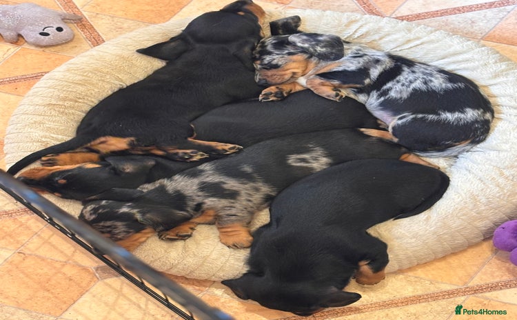 Miniature Dachshund dogs - Advert 6