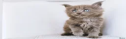 Maine Coon cats for sale: Blue maine coon kittens -DNA health tested parents - Advert 8