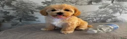 Maltipoo dogs for sale: ⭐Tiny Maltipoo Puppies |Maltese x Asian Toy Poodle - Advert 7