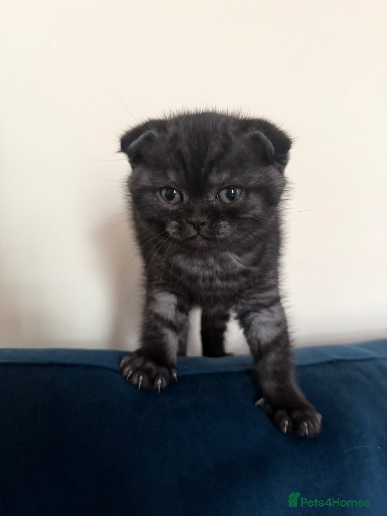 Scottish Fold cats Scottish fold black smoke kitten  - Advert 16