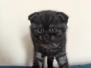 Scottish Fold cats Scottish fold black smoke kitten - Advert 16