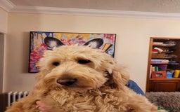 Goldendoodle dogs for sale: F1 Golden doodles by Varity Doodles  - Image 23