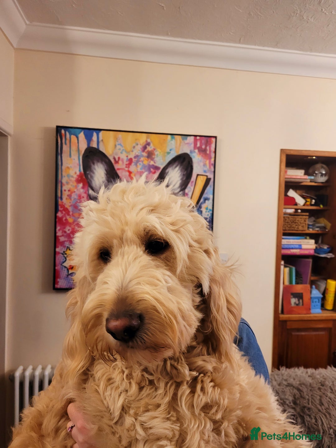 Goldendoodle dogs for sale: F1 Golden doodles by Varity Doodles  - Image 23