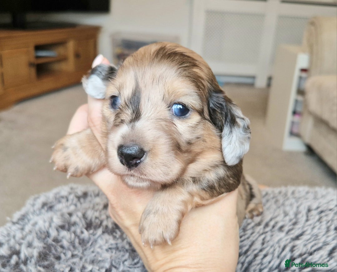 Miniature Dachshund dogs for sale: Long hair minature dachshunds - Image 20